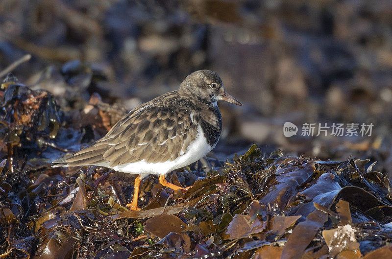 拉迪・Turnstone, Arenaria解释;冬季羽毛